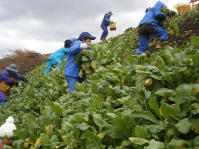 【宝谷かぶの収穫】お手伝い大募集!
