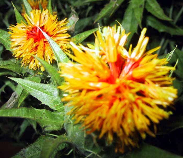 県花「紅花」