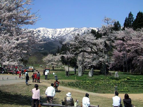 今日の「置賜サクラ回廊」