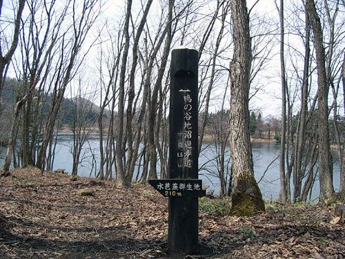 蔵王温泉「鴫の谷地沼の水芭蕉」　