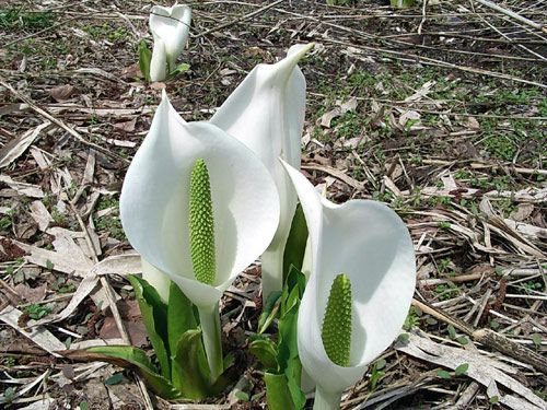 これが水芭蕉