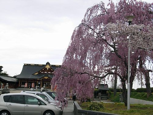 護国神社のサクラ