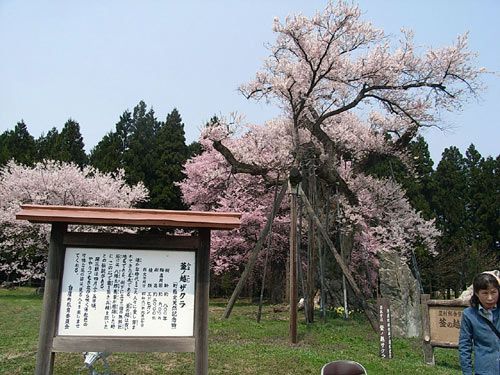 白鷹の釜の越しサクラ