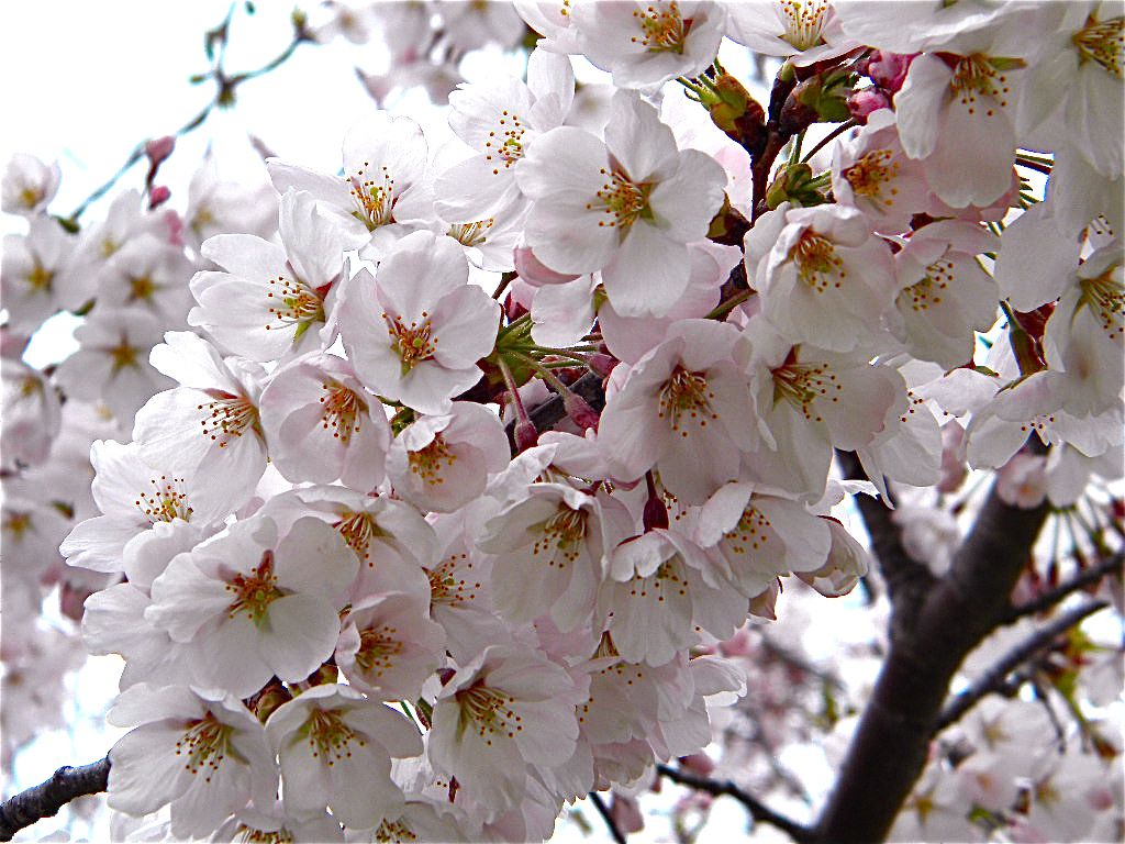 春風に誘われて