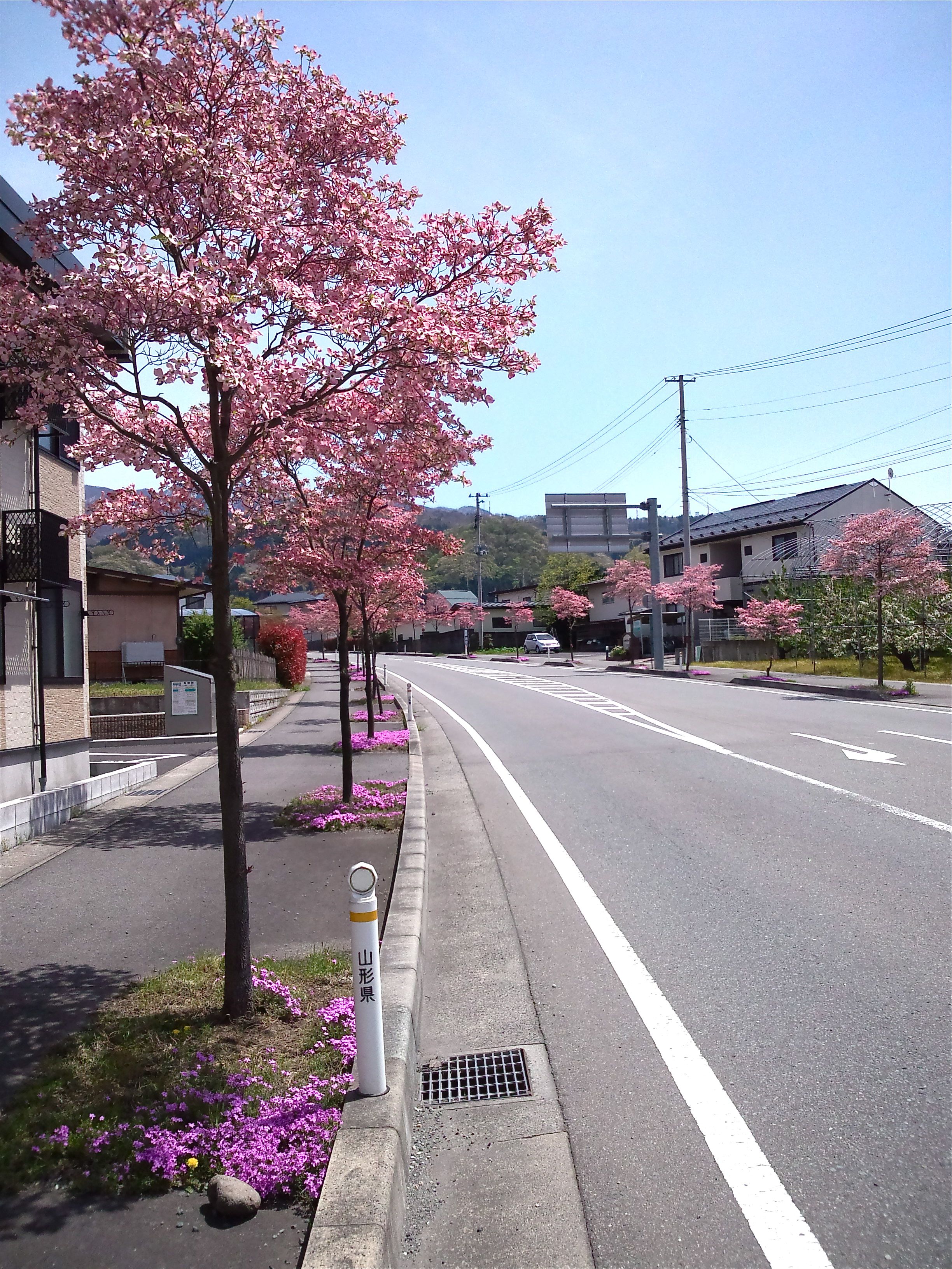 鮮やかなピンク街道