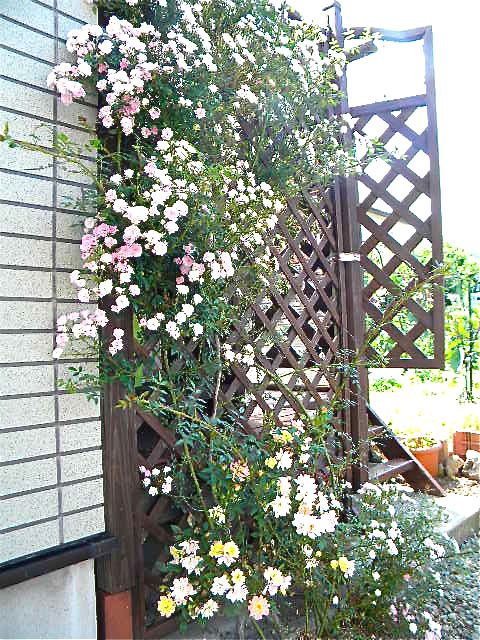 我が家の「花たち」