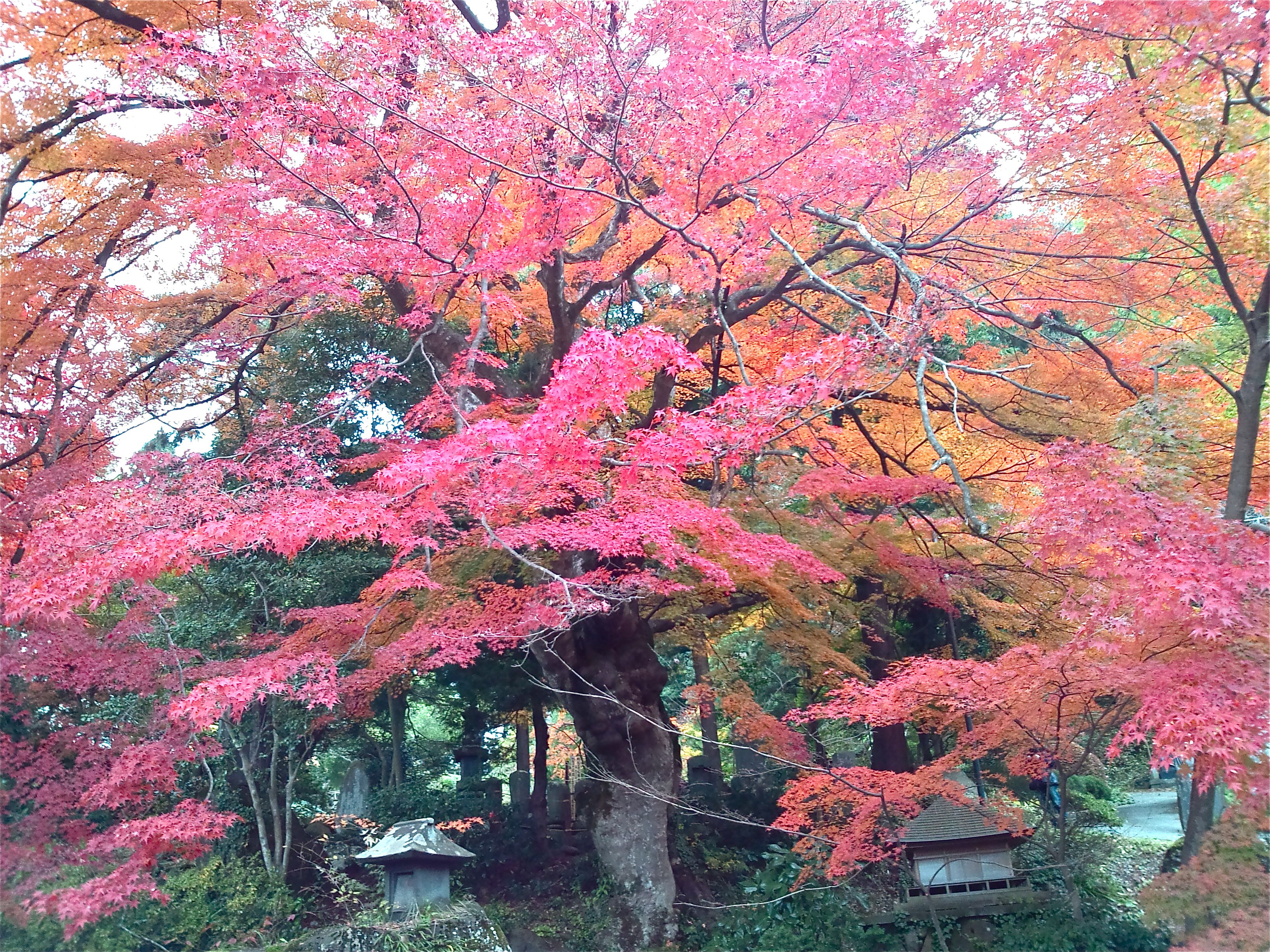 お別れ「紅葉」