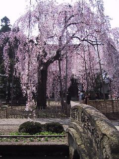 サクラ＝日本の花