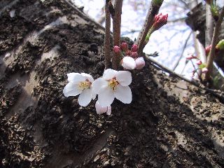 サクラ＝日本の花