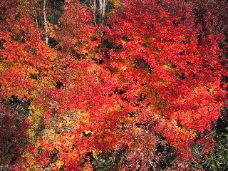 西吾妻山