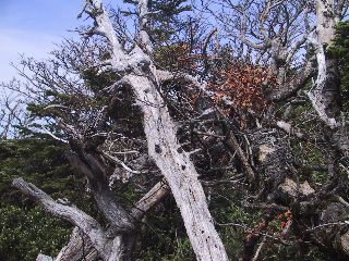 西吾妻山