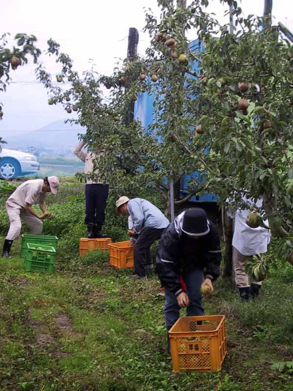 山形特産「ラフランス」