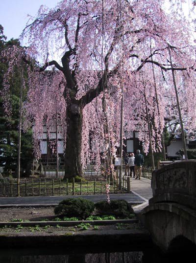 

「光禅寺」のしだれ桜
