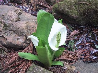 水芭蕉