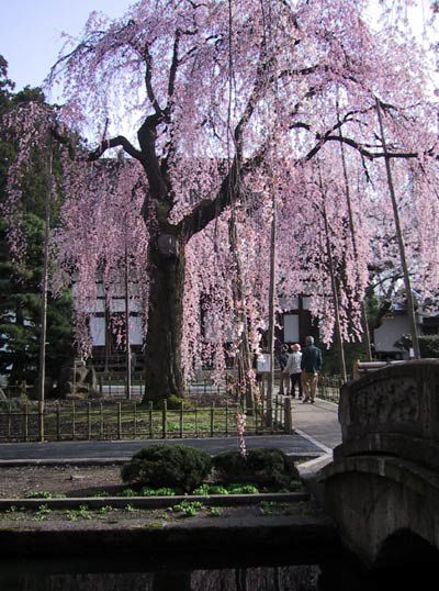 「光禅寺」のしだれ桜