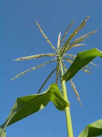 雄花