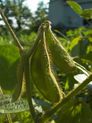 収穫間近のはしり茶豆