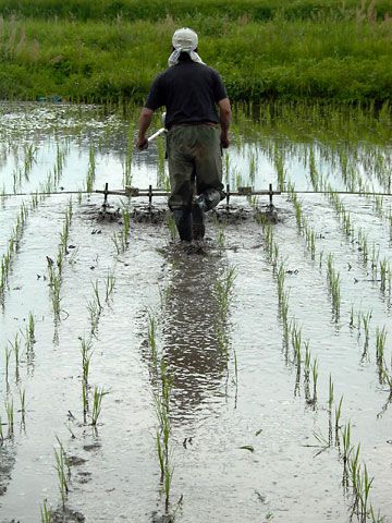 田んぼの草取り