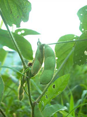 はしり茶豆_もうすぐ出荷