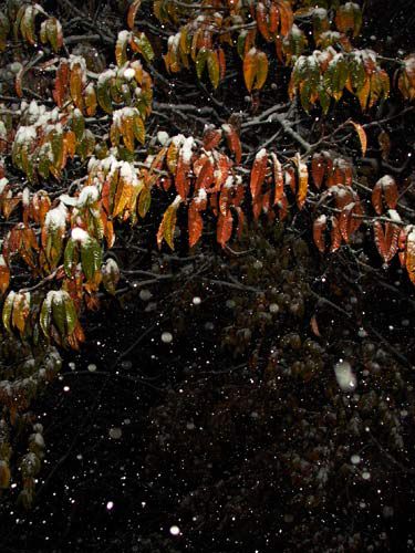 初雪