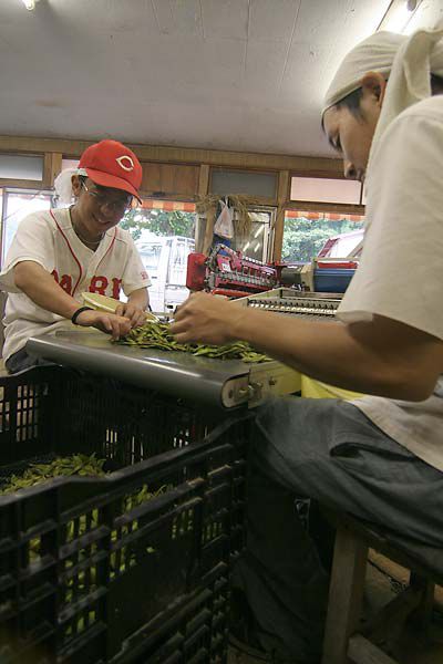 枝豆選別