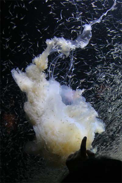 加茂水族館