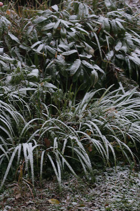 初雪