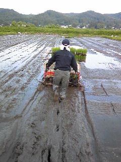 田植え中