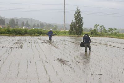 2010田植え会のご報告　その１