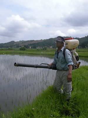 田んぼ追肥･補植ラストスパート