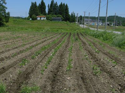 カルチ　と　米出荷　と　私