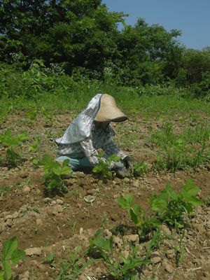 枝豆畑の草取り