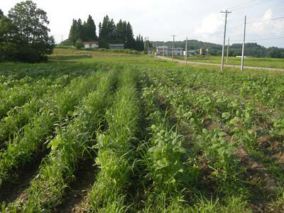 毛豆枝豆畑の草刈り