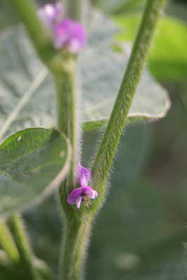 秘伝枝豆の花