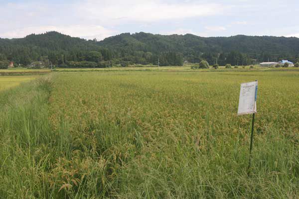 田んぼ決壊