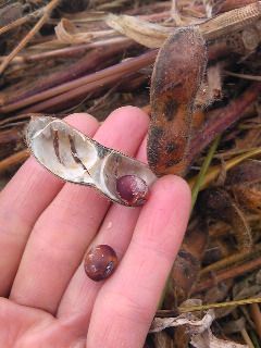 紅大豆の刈り取り