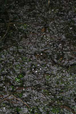 あたり一面の氷砂糖