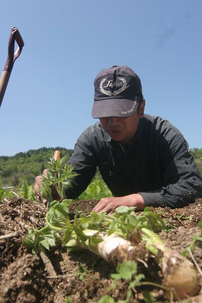 山ウド収穫中です