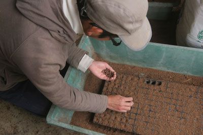 茶豆の種まき