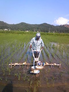 田んぼの除草中