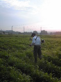 毛豆畑の除草