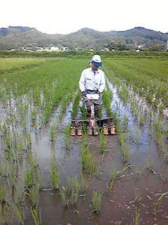 田んぼにて