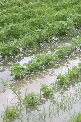 小豆畑も田んぼに