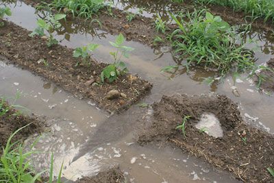 減反の枝豆畑、排水中