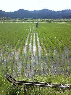 有機田んぼの除草