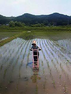 田車 風子