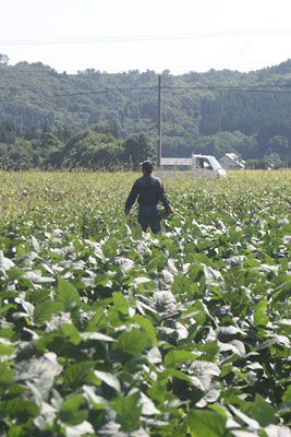 放射能測定検査しました