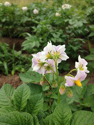 カマキリのお子様