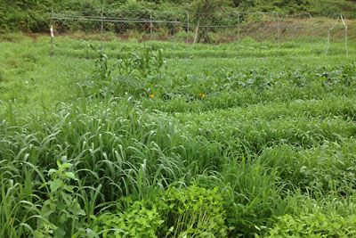 朝一の草刈り