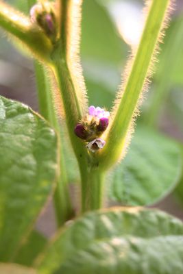 毛豆の花、咲き始めました